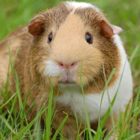 simon - Meerschweinchen-Canva